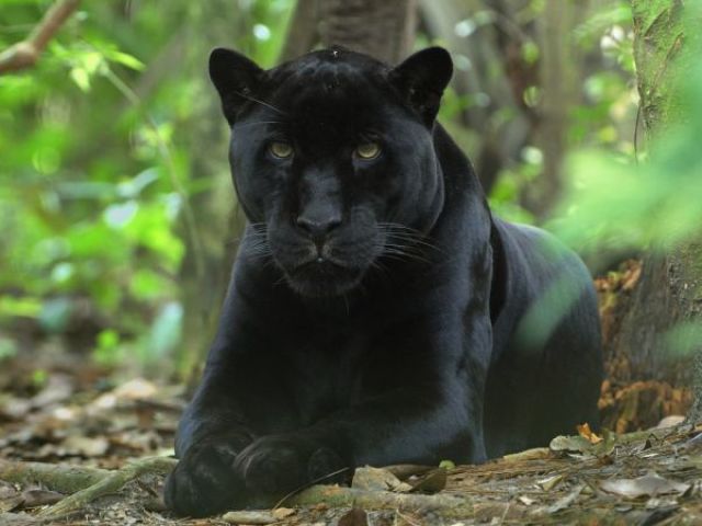 Pantera