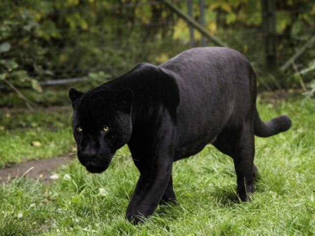 Qual animal você seria?