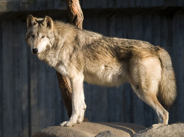 Lobo