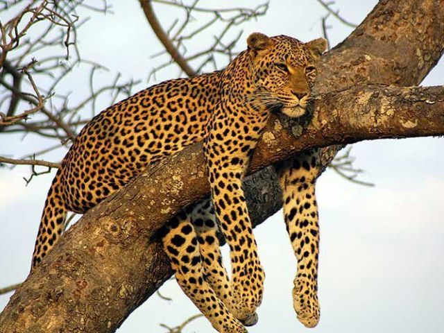 Leopardo