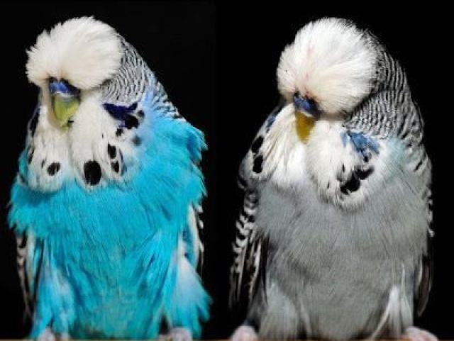 Piriquito