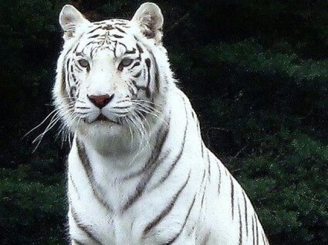 Tigre