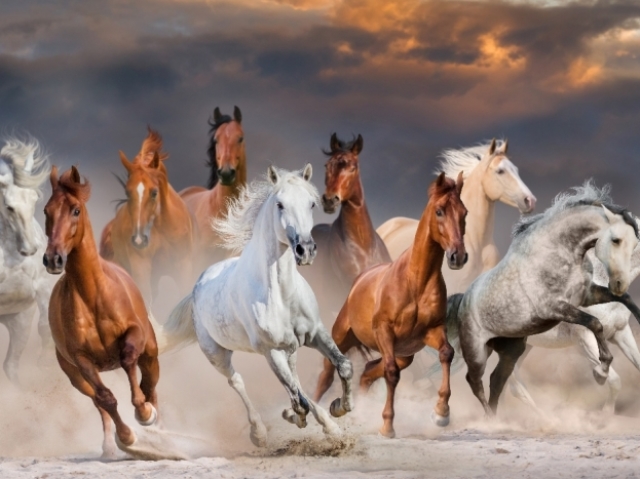 Cavalo