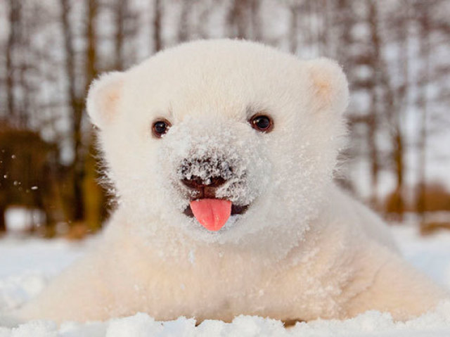 Urso Polar