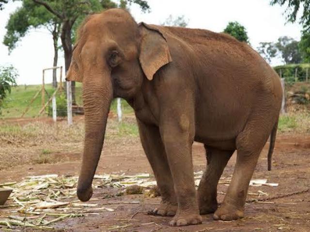 Elefante