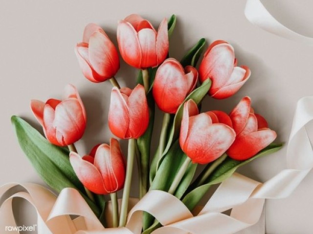 Tulipa