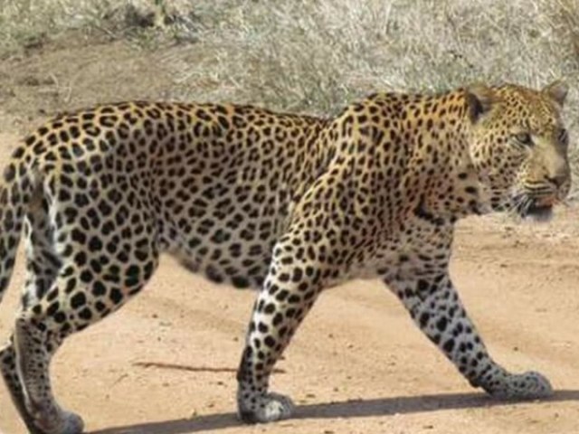 Leopardo!