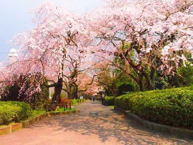 Parque sakura