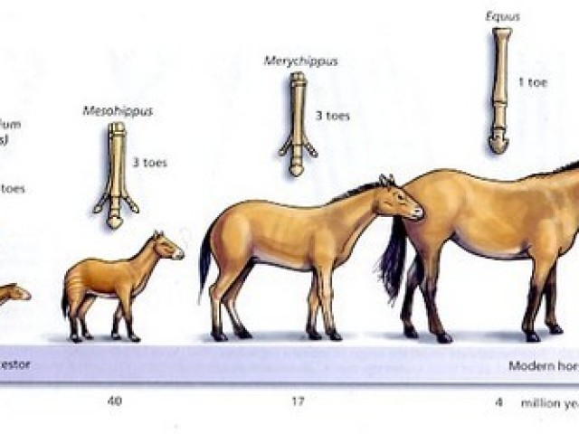 A evolução dos animais