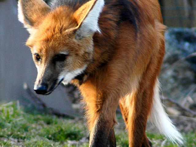 lobo guará