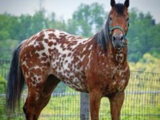 Appaloosa