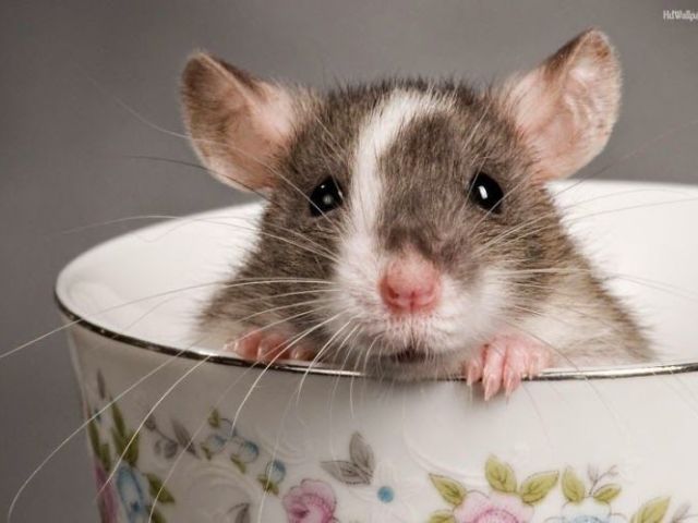 Rato