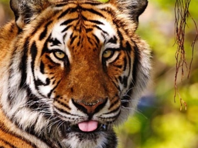 Tigre