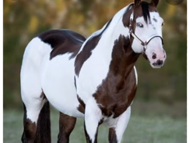 Paint Horse