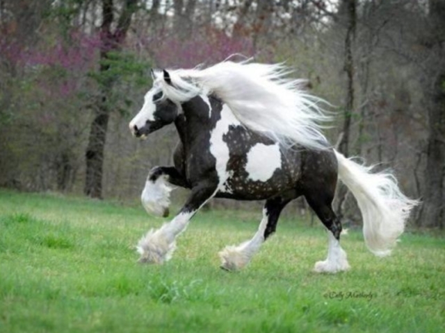 Tinker Horse