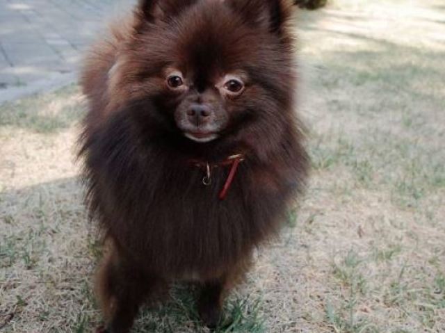 Cachorrinho de pelagem negra