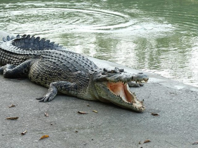 Crocodilo