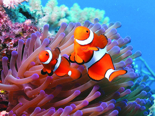 Qual animal aquático você seria?