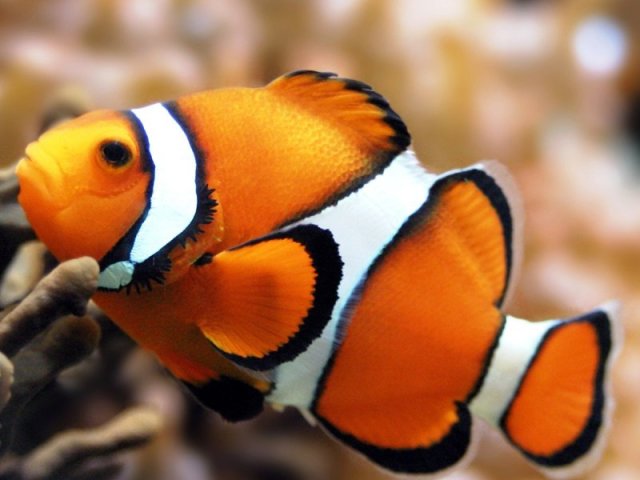 Peixe - Palhaço