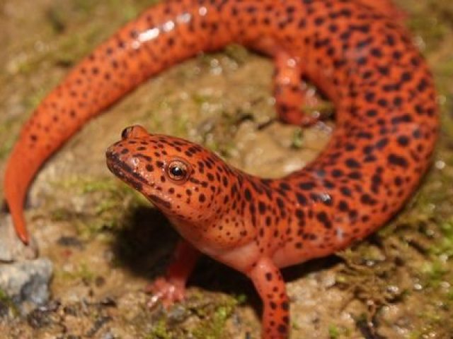 Salamandra