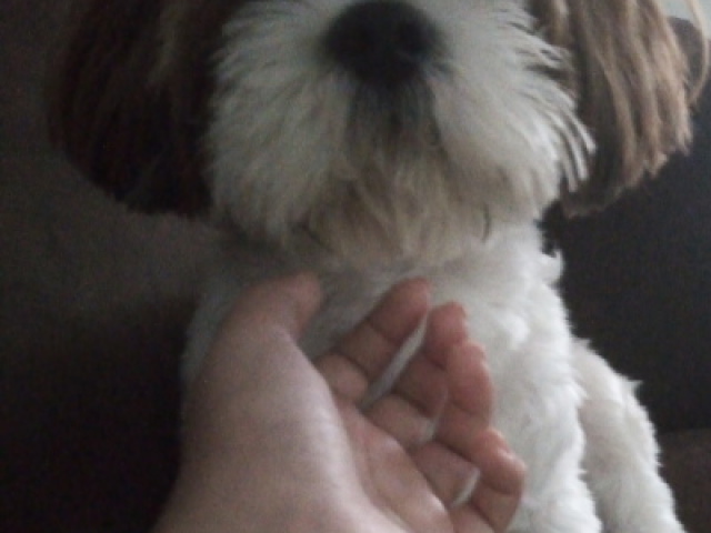 Sim uma cachorra camada scar