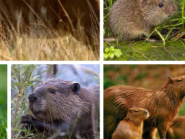 CAPIVARA