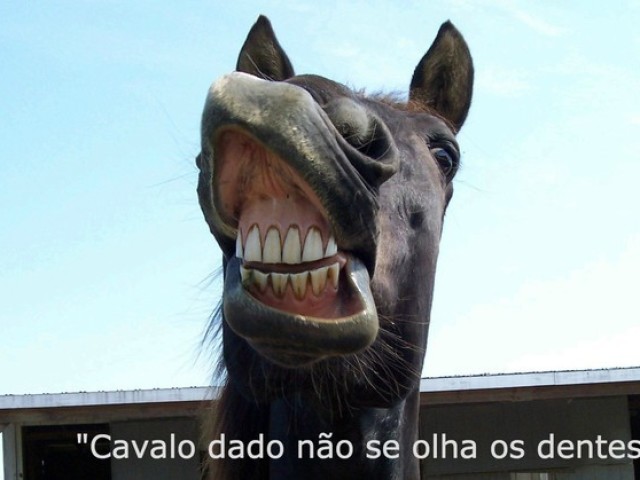 Cavalo dado não se olha os dentes