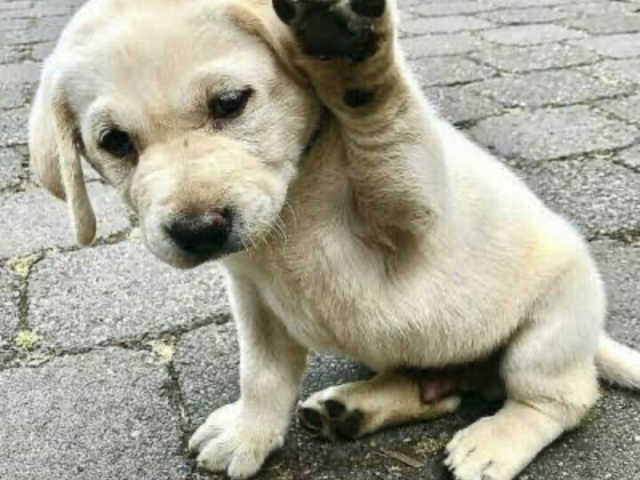 Cachorros com certeza