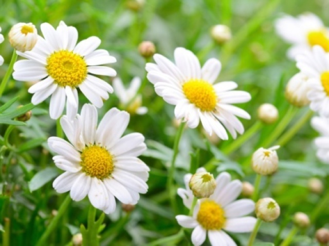 Margarida