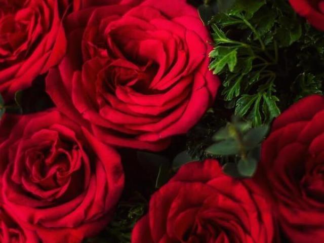 Rosa