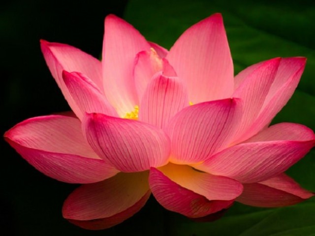 Flor de lotus
