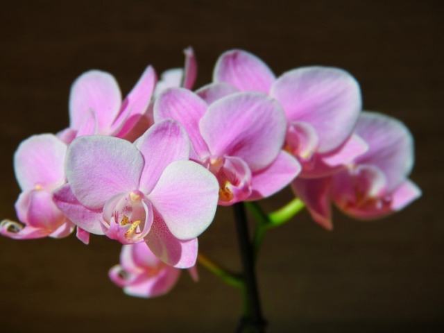 Orquídea