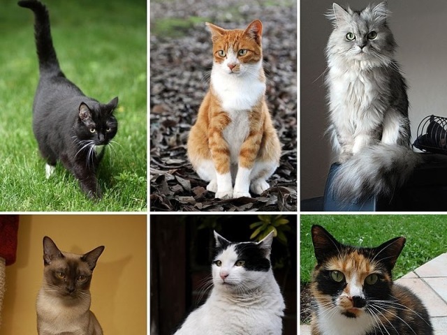 Você conhece algumas raças de gato?