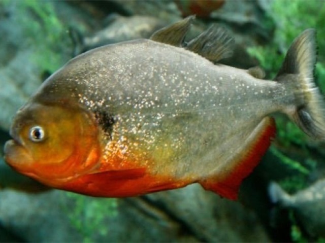 Piranha