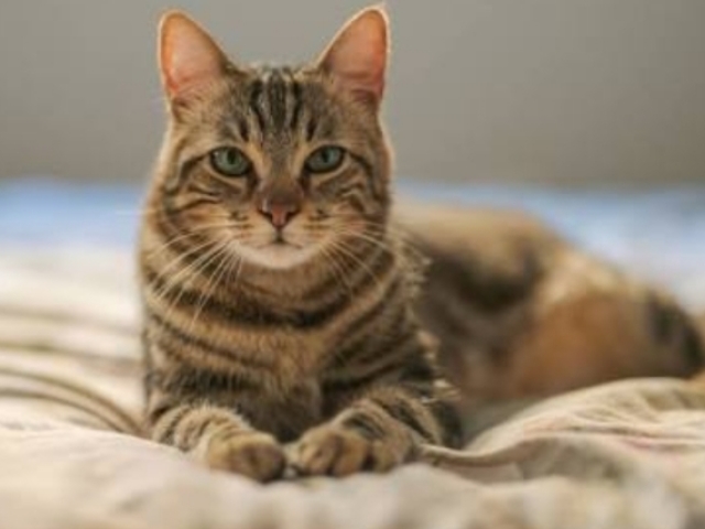 Você conhece as raças de gato?(nível 2)