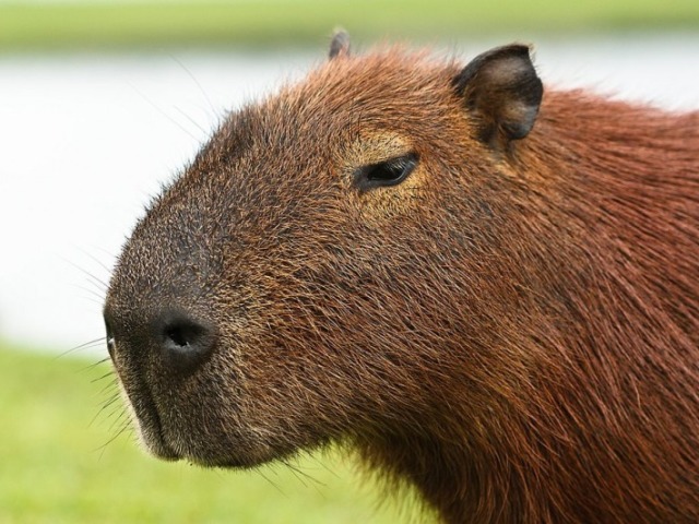 a melissa capivara top