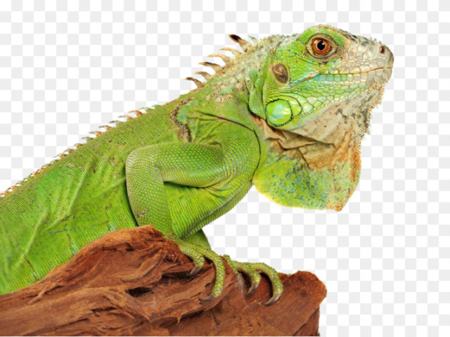 Iguana