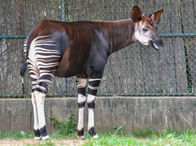 okapi(ocapi)