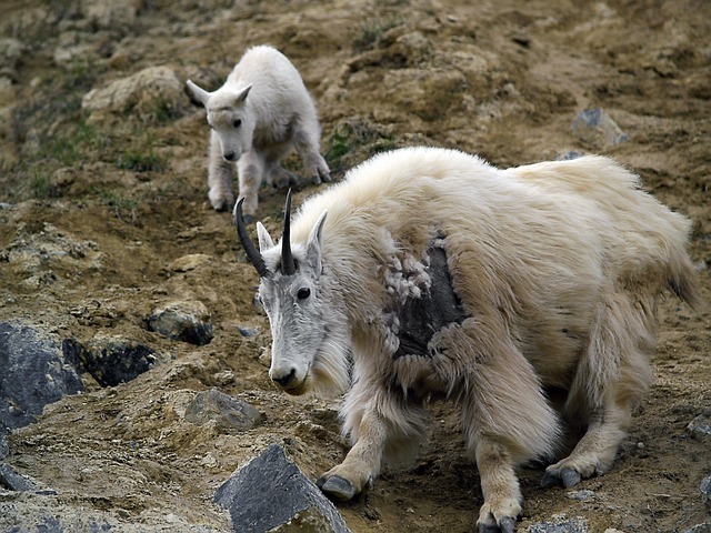 cabrito montês