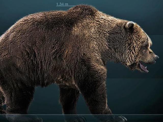 Urso das cavernas