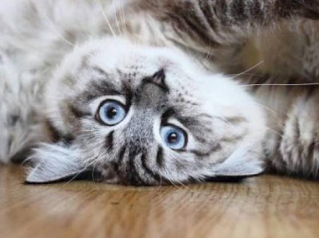 Você conhece as raças de gato?(nível 3)