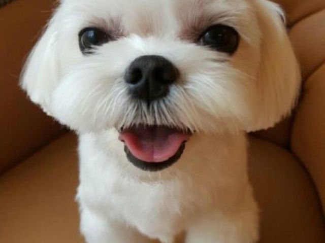Dalgom cachorro da Jisoo do BLACKPINK.
