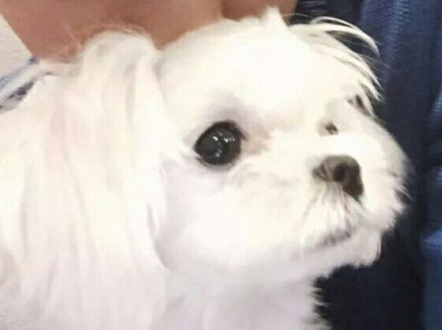 Coco cadela do Yongjae do GOT7.