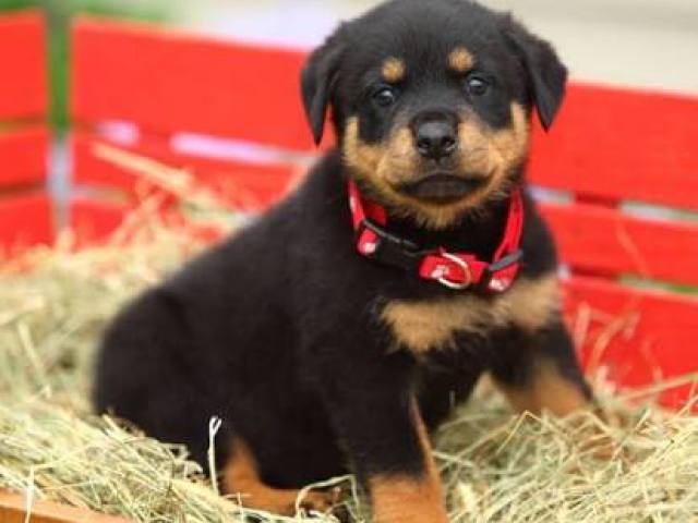 Rottweiler