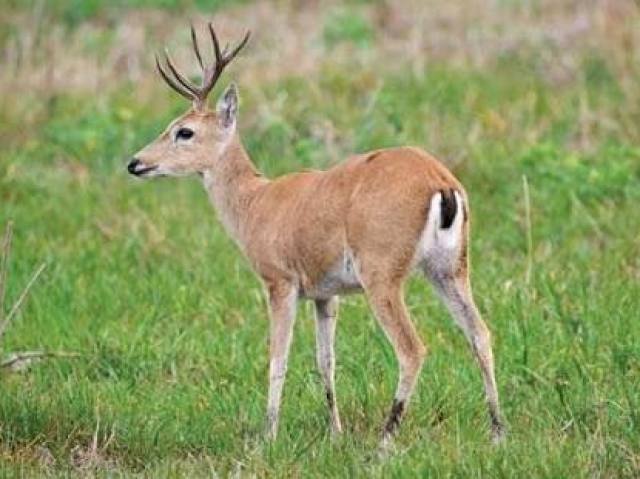 Veado, um animal sem chifres é um animal indefeso