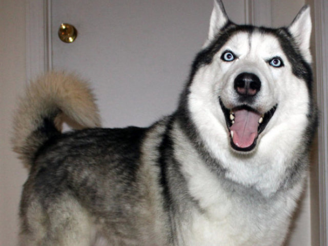 husky siberian