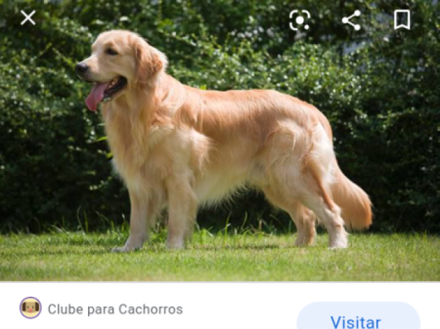 Cachorro