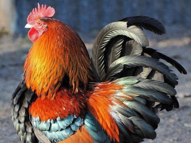 Mon animal préféré est le coq