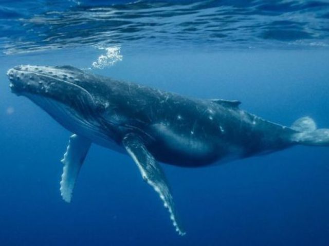 Mon animal préféré est la baleine