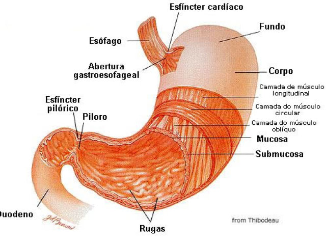 Estômago